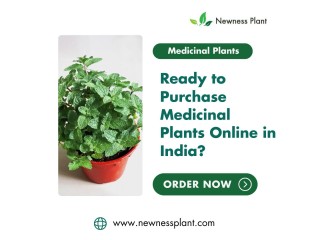 Ready to Purchase Medicinal Plants in India? Explore Newnessplant's Online Store