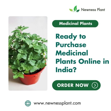ready-to-purchase-medicinal-plants-in-india-explore-newnessplants-online-store-big-0