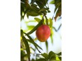mango-trees-for-sale-online-at-newnessplant-small-1