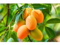 mango-trees-for-sale-online-at-newnessplant-small-0