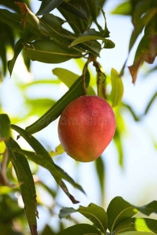 mango-trees-for-sale-online-at-newnessplant-big-1
