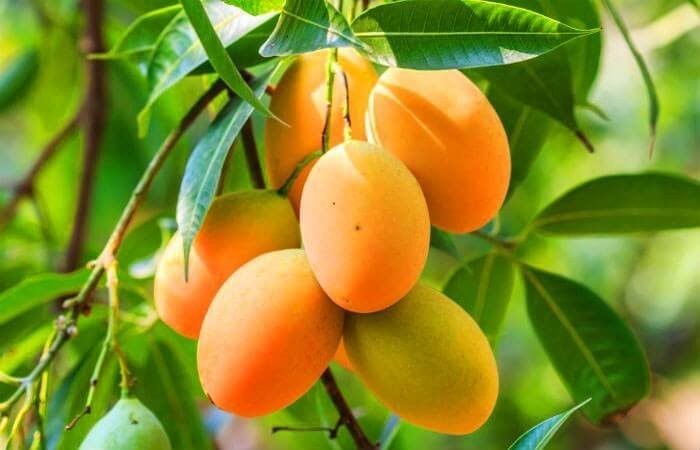 mango-trees-for-sale-online-at-newnessplant-big-0